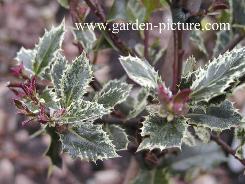 Ilex aquifolium 'Ingramii'