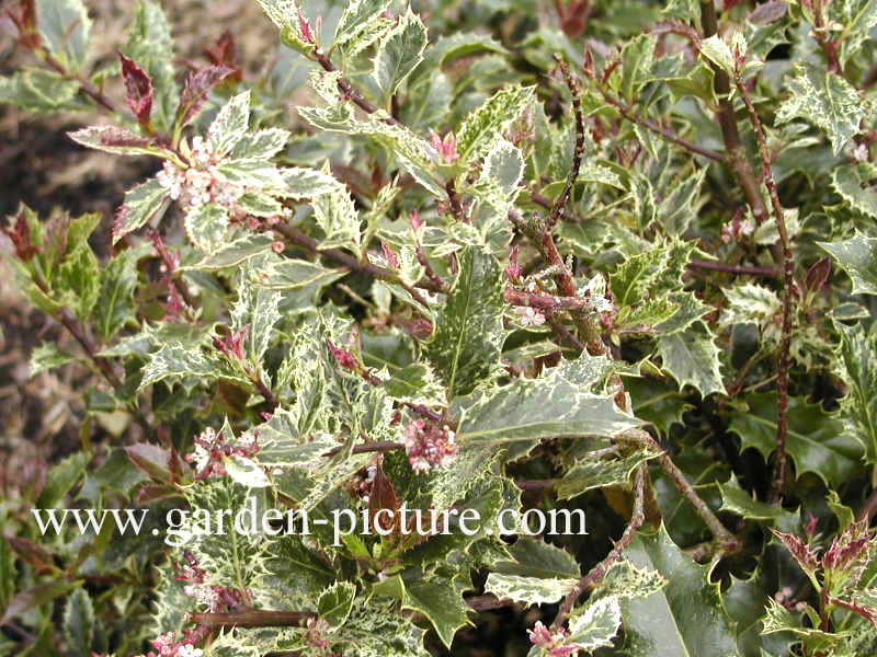 Ilex aquifolium 'Ingramii'