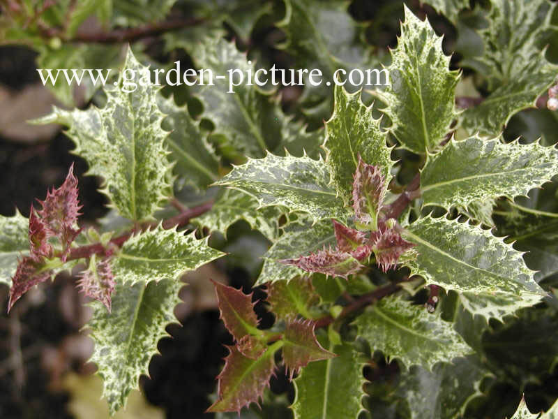 Ilex aquifolium 'Ingramii'