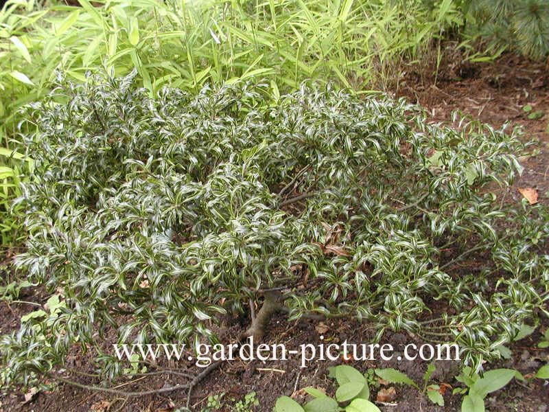 Ilex aquifolium 'Lichtenthalii'