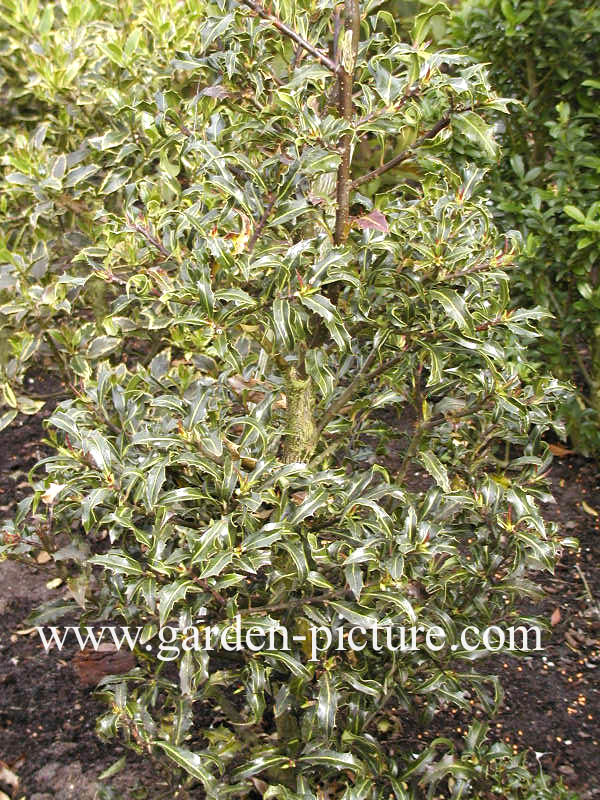 Ilex aquifolium 'Lichtenthalii'