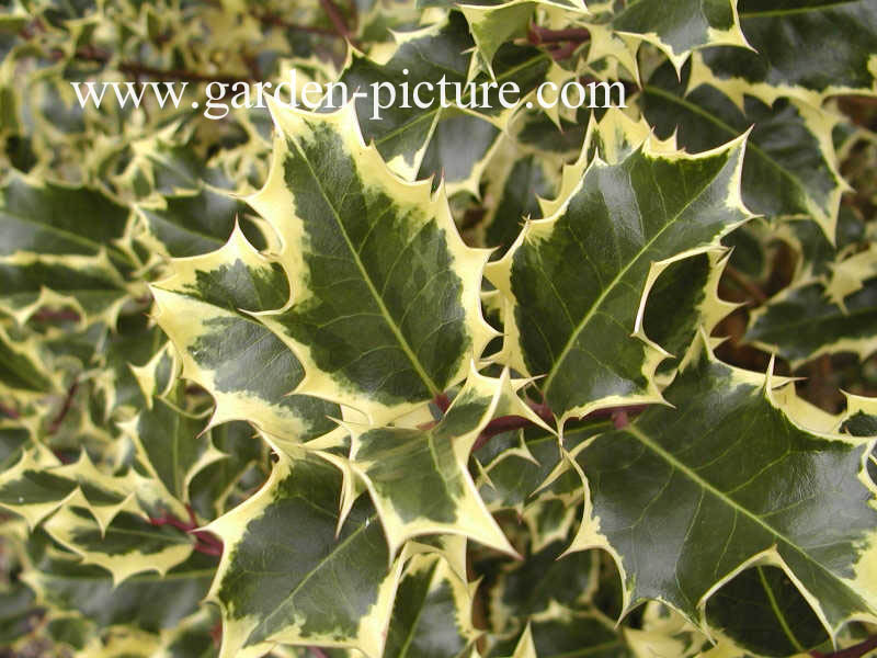 Ilex aquifolium 'Mme Briot'