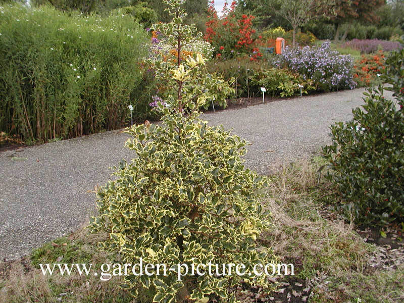 Ilex aquifolium 'Mme Briot'