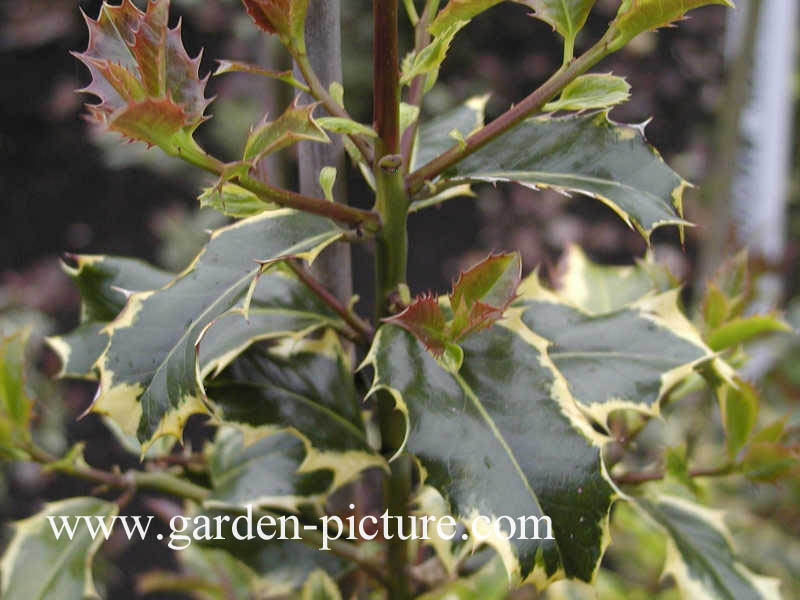 Ilex aquifolium 'Mme Briot'