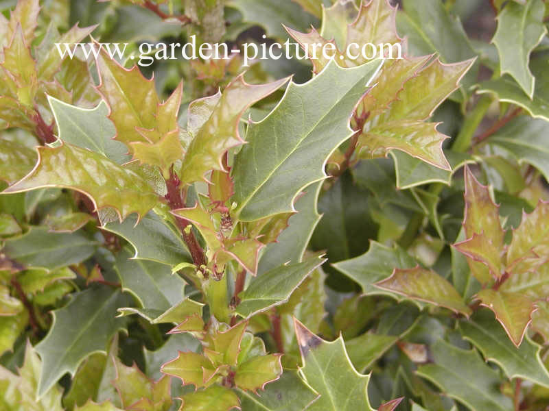 Ilex colchica