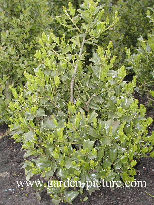 Ilex cornuta 'Ira Nelson'