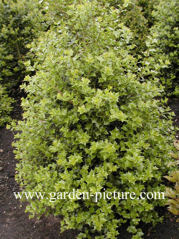 Ilex 'Lydia Morris'