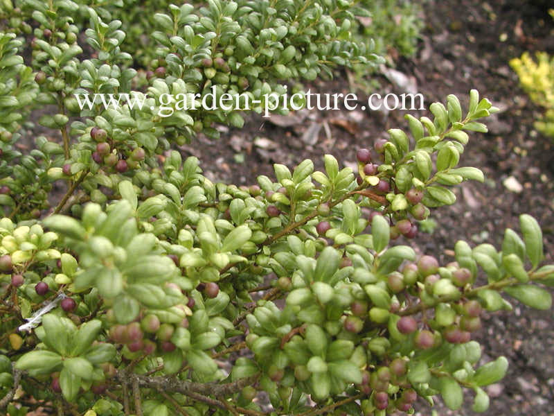 Ilex crenata 'Convexa'