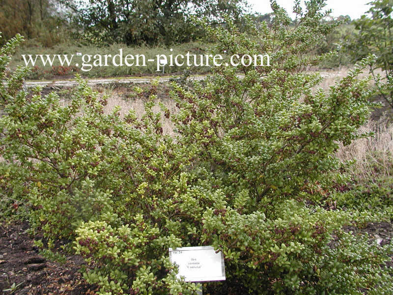 Ilex crenata 'Convexa'