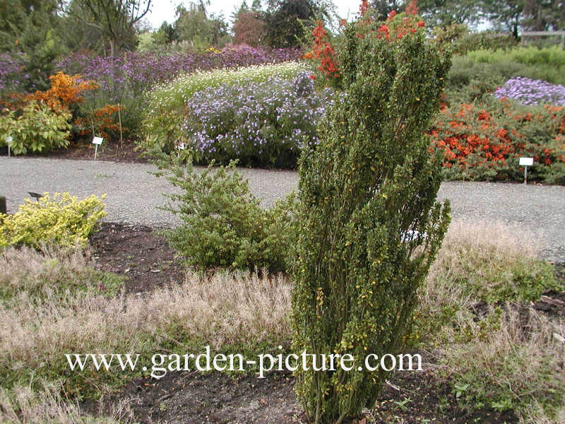 Ilex crenata 'Fastigiata'