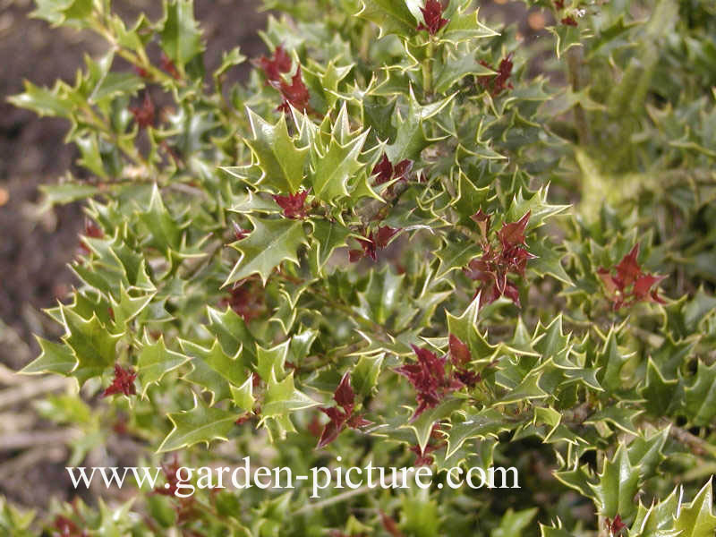 Ilex dimorphophylla