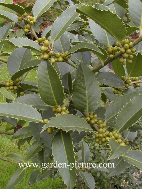 Ilex koehneana 'Chestnut Leaf'