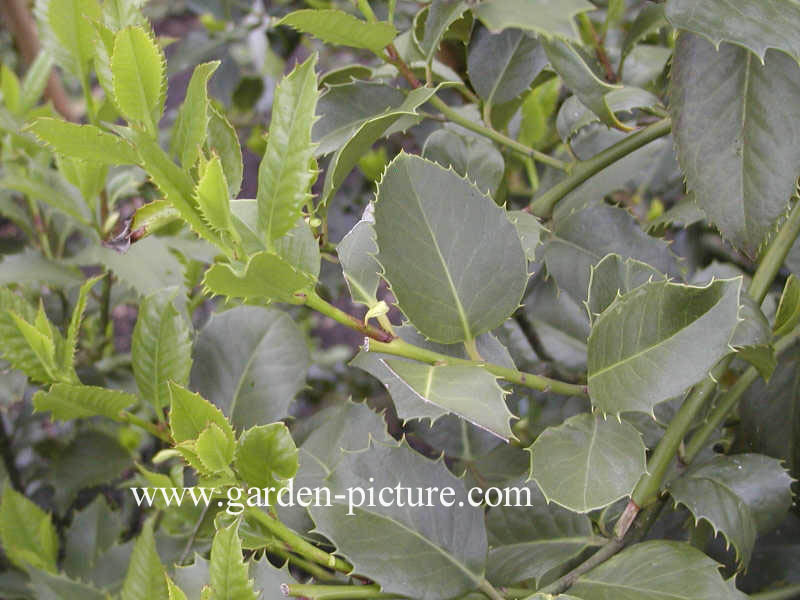 Ilex koehneana 'Chestnut Leaf'