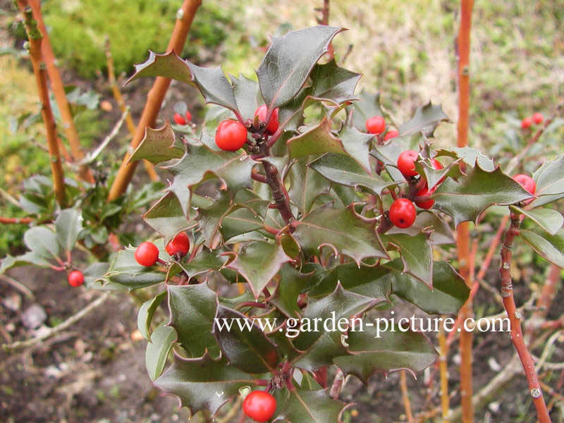 Ilex meserveae 'Blue Angel'