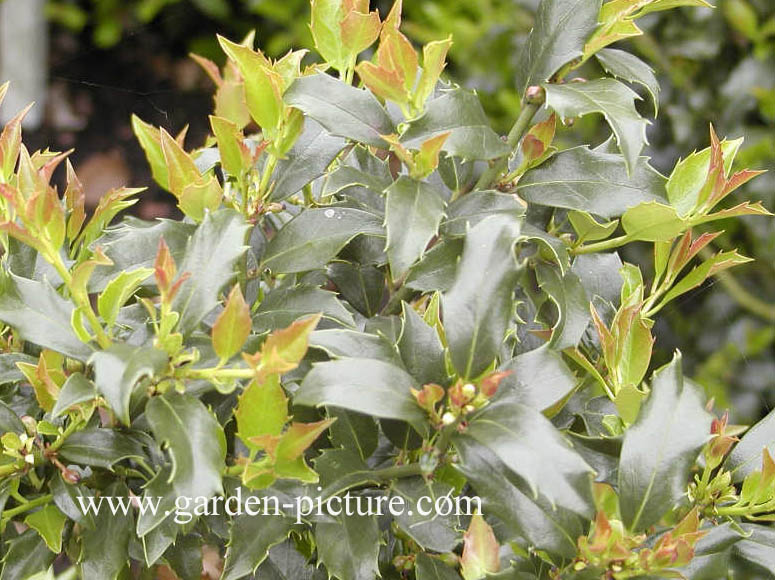 Ilex meserveae 'Mesgolg' (GOLDEN GIRL)