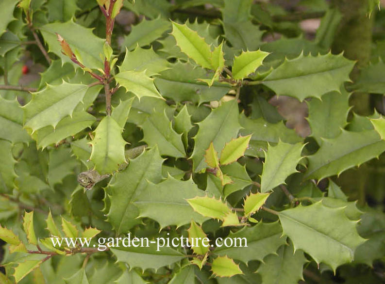 Ilex opaca 'Clarissa'