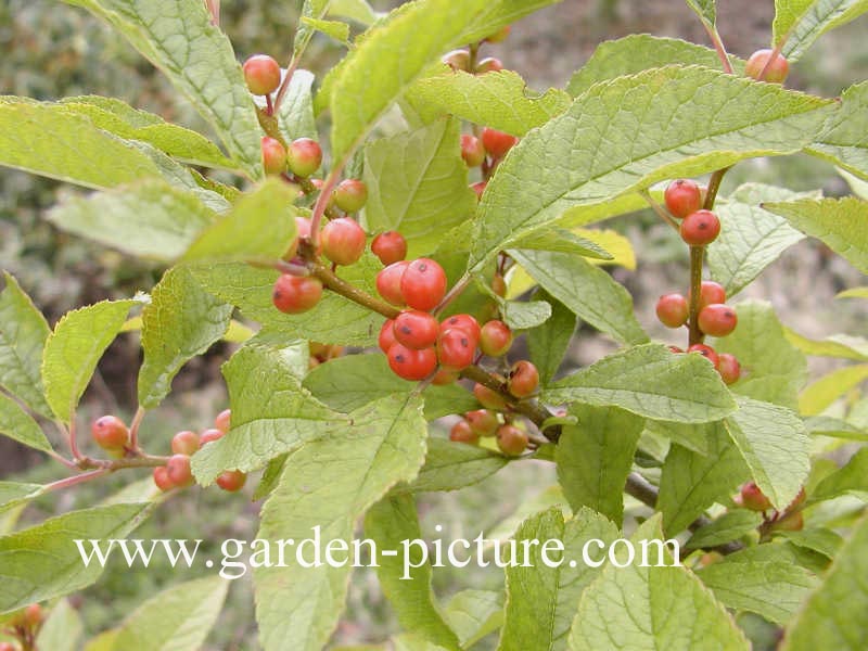 Ilex verticillata vrl.