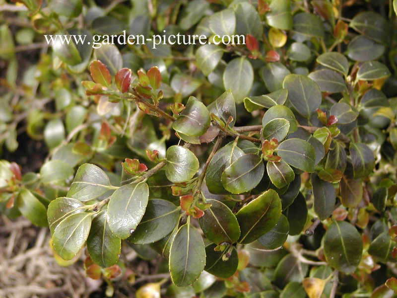 Ilex yunnanensis