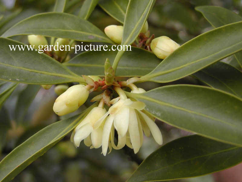 Illicium anisatum