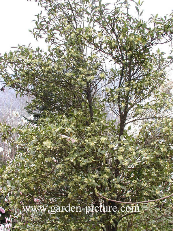 Illicium anisatum