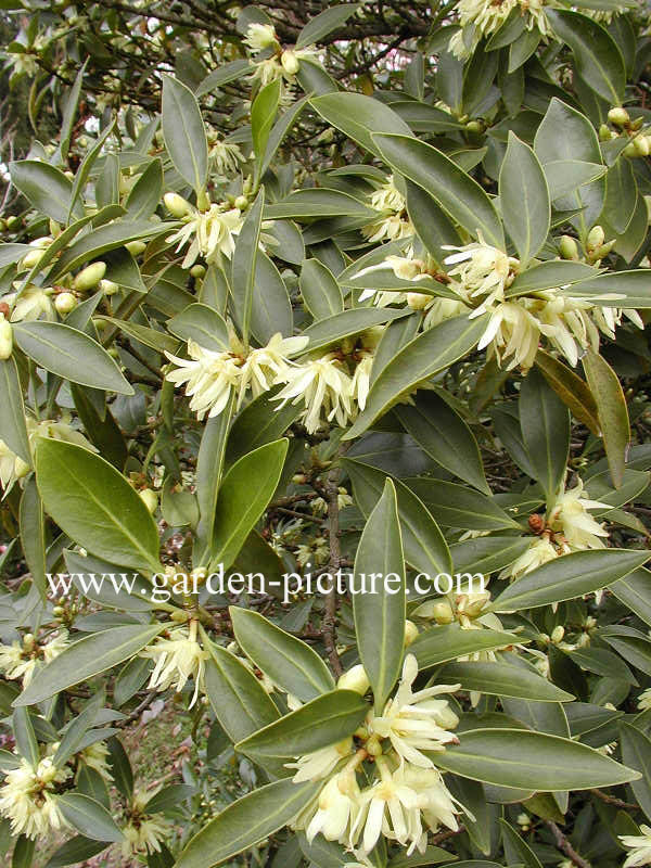 Illicium anisatum