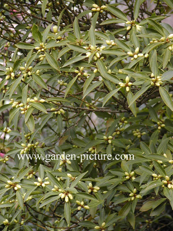 Illicium anisatum