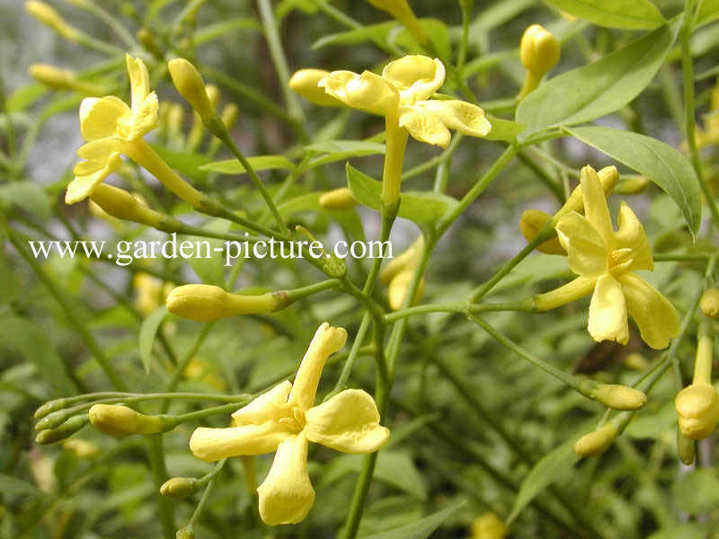 Jasminum humile 'Revolutum'