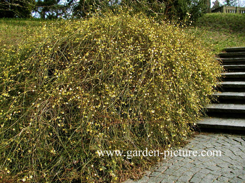 Jasminum nudiflorum