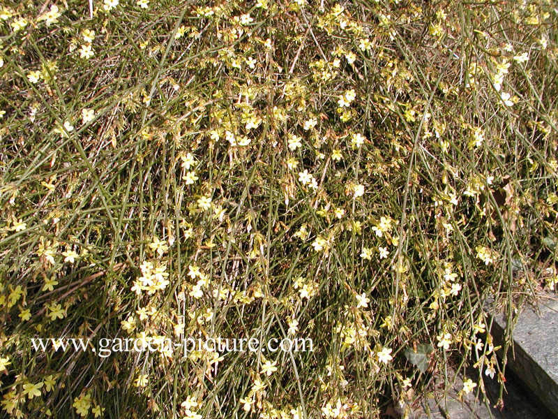 Jasminum nudiflorum