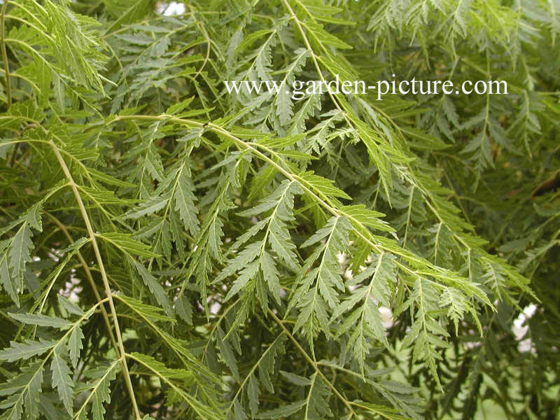 Juglans nigra 'Laciniata'