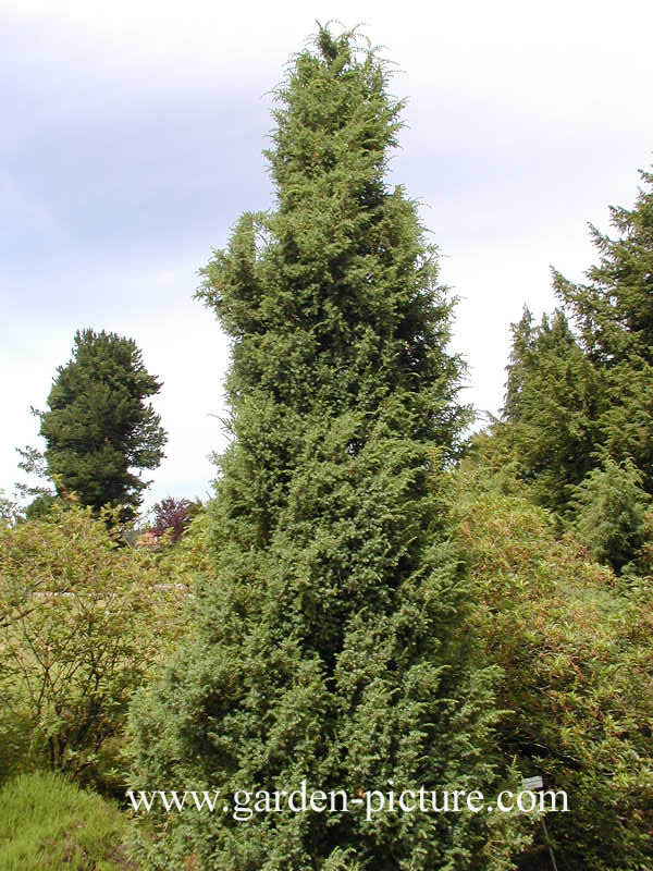 Juniperus communis 'Suecica'