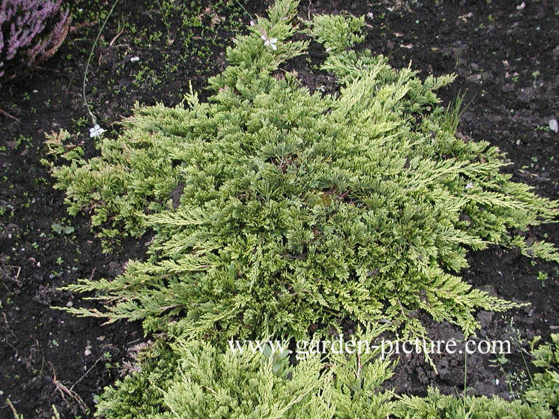 Juniperus horizontalis 'Golden Carpet'