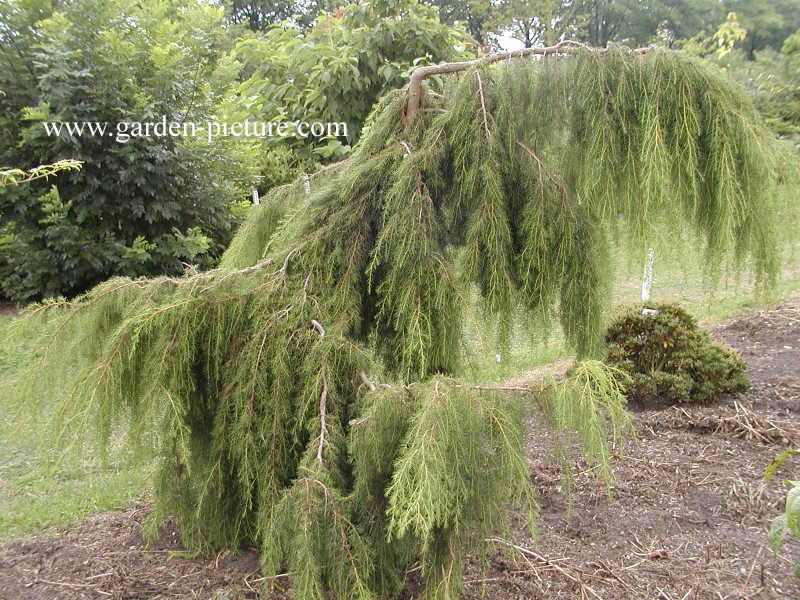 Juniperus rigida