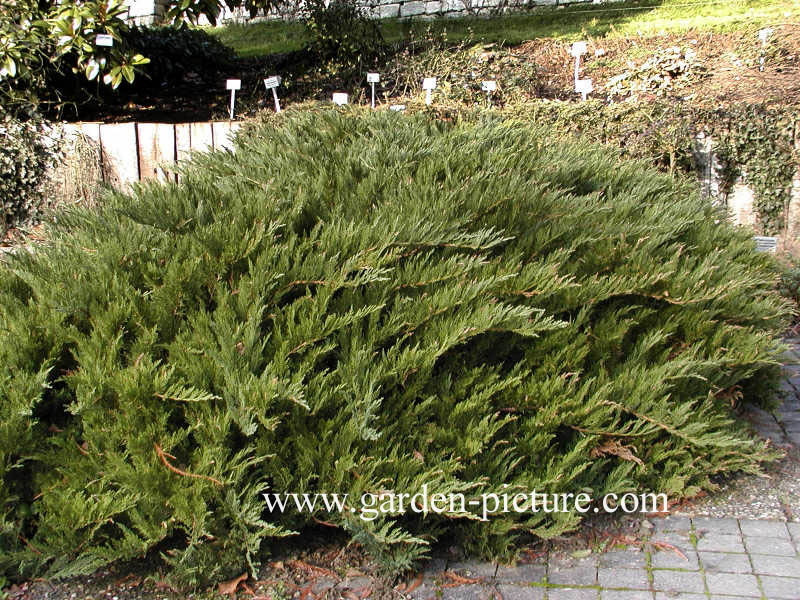 Juniperus sabina 'Tamariscifolia'