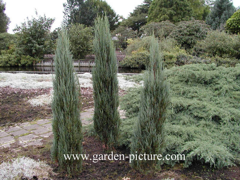 Juniperus scopulorum 'Blue Arrow'