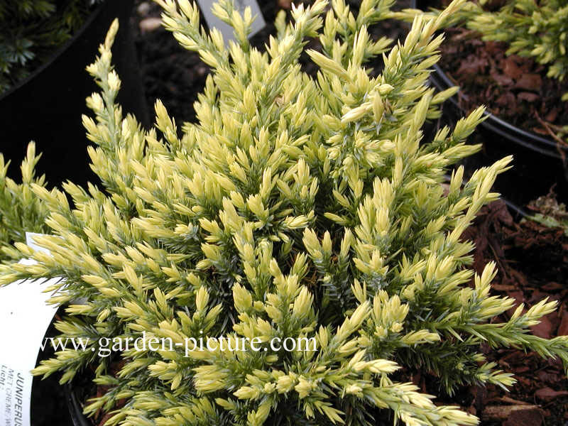 Juniperus squamata 'Holger'