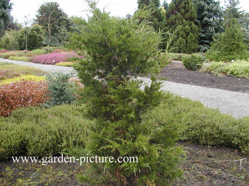 Juniperus virginiana 'Canaertii'