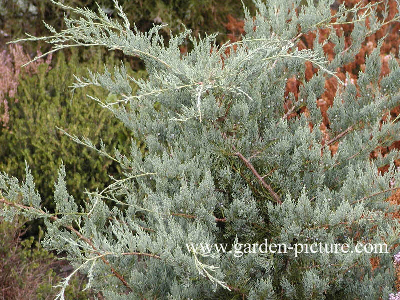 Juniperus virginiana 'Glauca'