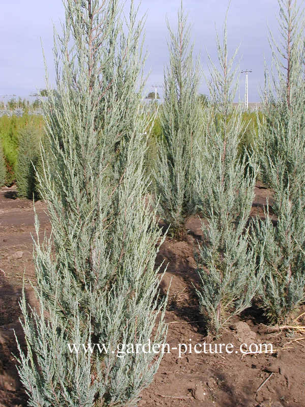 Juniperus scopulorum 'Skyrocket'