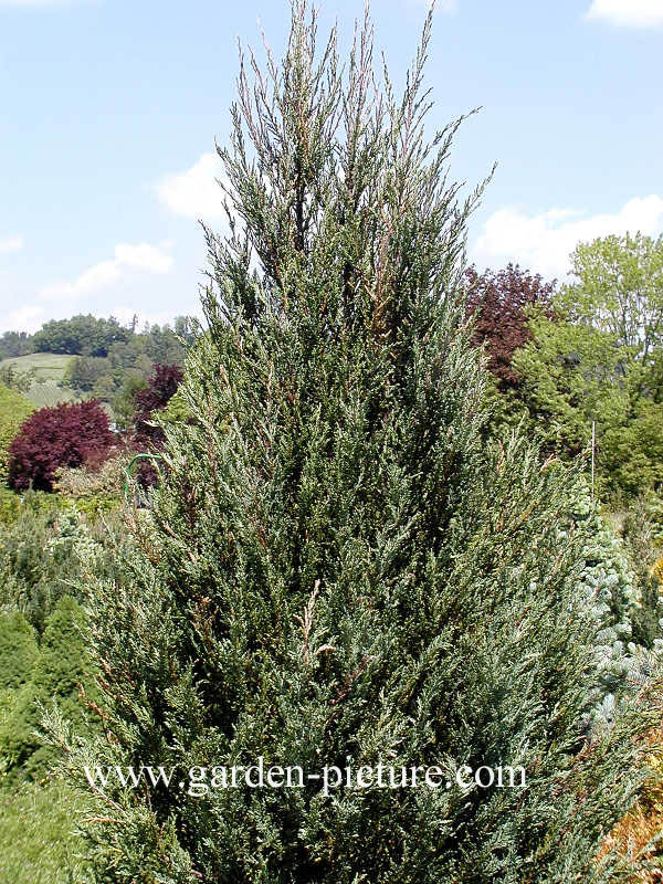 Juniperus scopulorum 'Skyrocket'