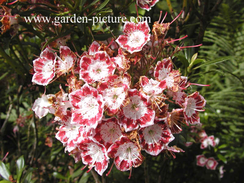 Kalmia latifolia 'Minuet'