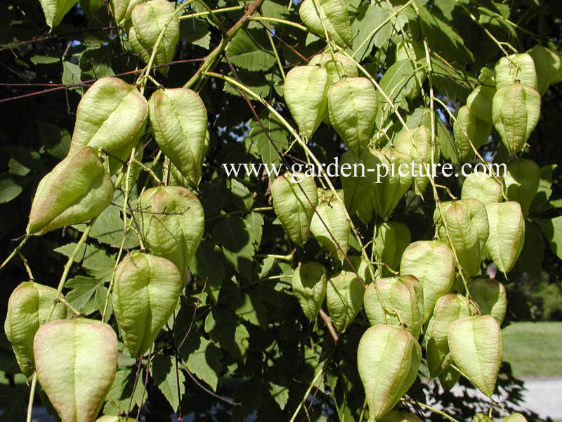 Koelreuteria paniculata