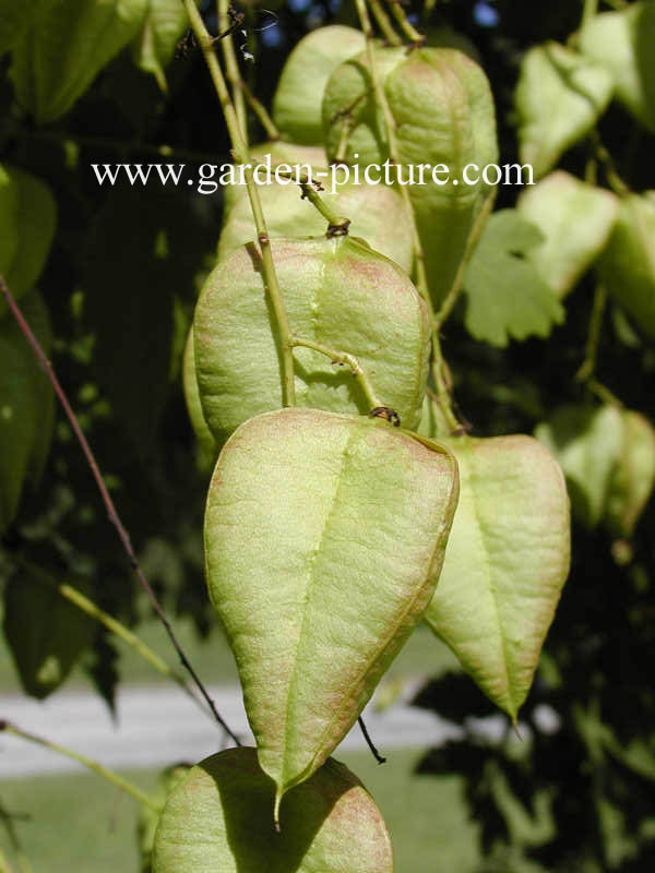 Koelreuteria paniculata