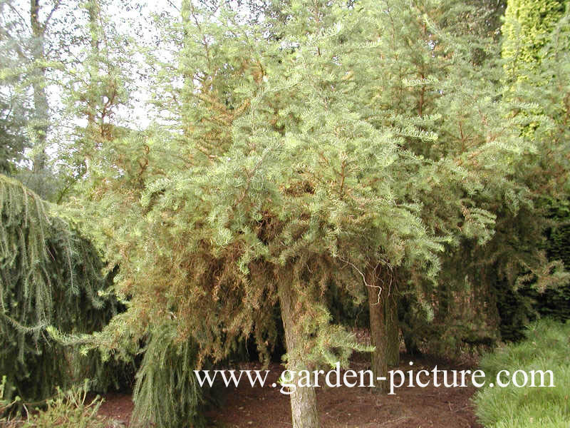 Larix kaempferi 'Diana'