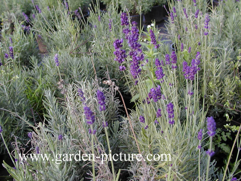 Lavandula angustifolia