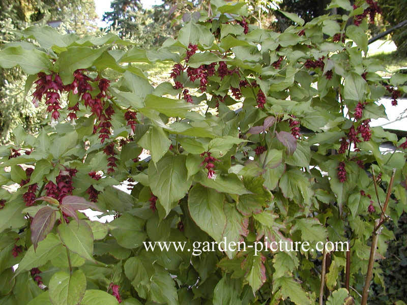 Leycesteria formosa