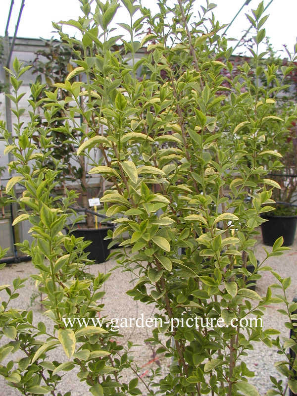 Ligustrum ovalifolium 'Aureum'