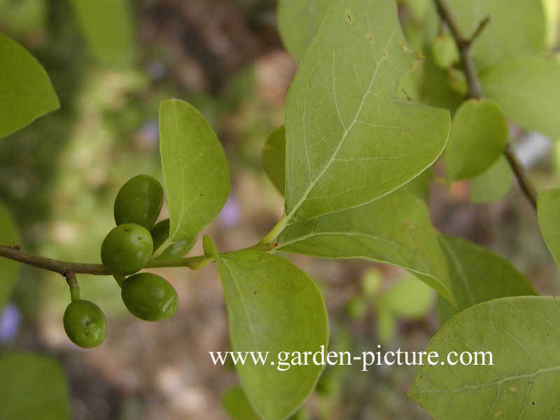 Lindera benzoin