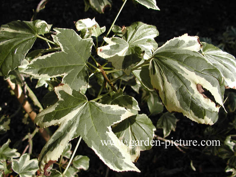 Liquidambar styraciflua 'Silver King'