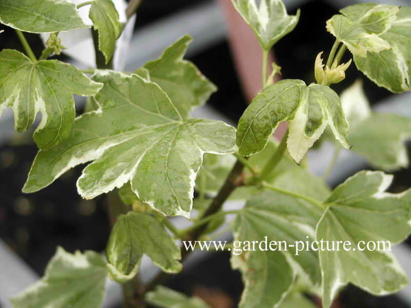 Liquidambar styraciflua 'Silver King'